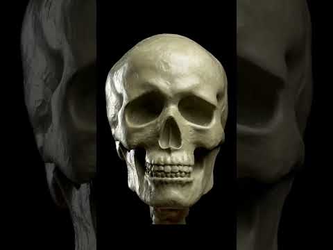 Sculpting a life size skull in clay